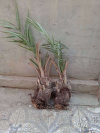 نخل • فسيل • بريم