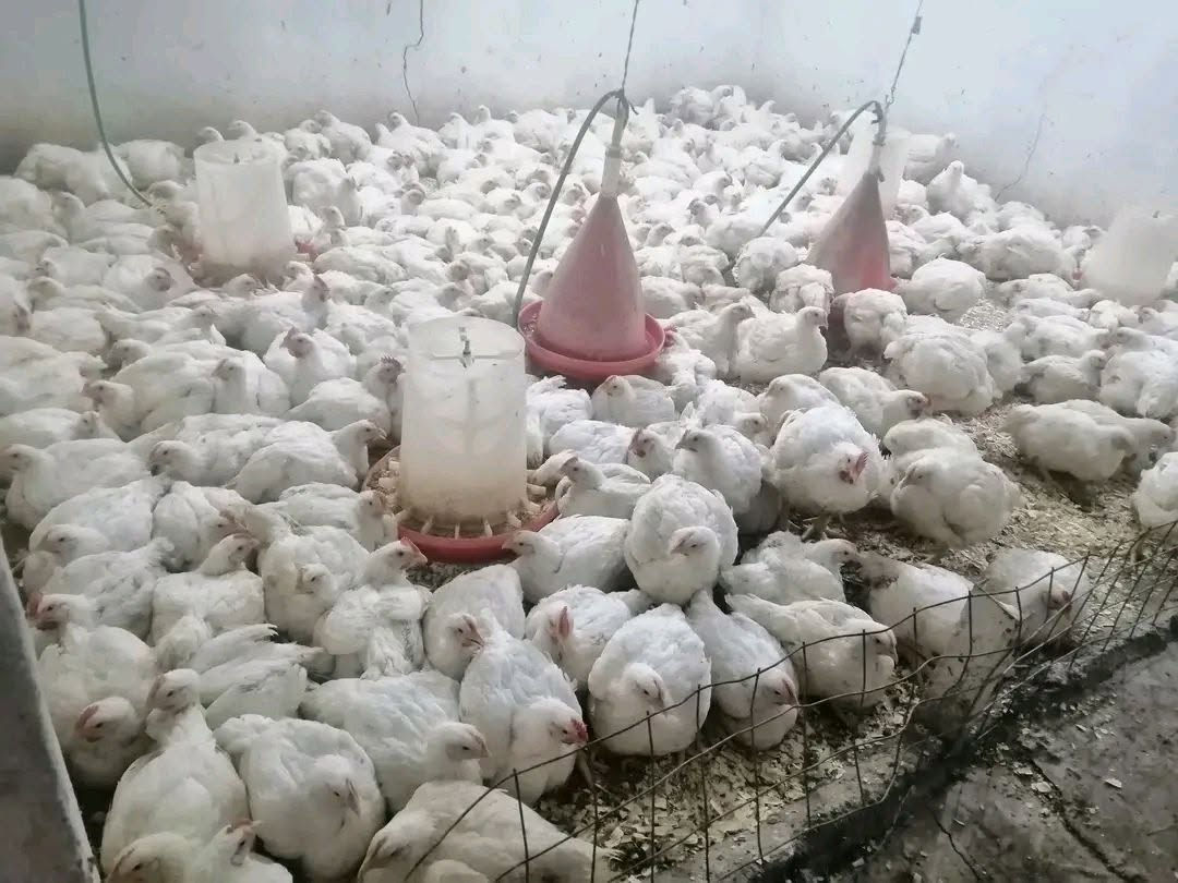 بسم الله الرحمن الرحيم
اسلام عليكم ورحمة الله وبركاته

تم وصول وجبة جديدة من الدجاج الحي

المحلي وليس الشمالي

بجميع الاوزان.    من٢٠٠٠كيلو  الىى٣٥٠٠كيلو غرام👌

سعر الكيلو ب ٣٥٠٠ 👉👉👉👉
سمط و تنضيف درجة اولى والحمد لله👍

المكان قرب سيطرة الكبان👉👉👉

مكتب ايمن لبيع الدجاج👌

ومستعدون لتجهيز كافة المناسبات 👍

الهاتف.... ***********
               ***********
بأدارة ايمن 👉🌹🎉👌.        

لايوجد فرع ثاني لا داخل ولا خارج
 المنطقة
سوى مكتب ايمن لبيع الدجاج👉👉👉

اهلاََ و سهلاََ بالجميع ❤️🌹😊بسم الله الرحمن الرحيم
اسلام عليكم ورحمة الله وبركاته

تم وصول وجبة جديدة من الدجاج الحي

المحلي وليس الشمالي

بجميع الاوزان.    من٢٠٠٠كيلو  الىى٣٥٠٠كيلو غرام👌

سعر الكيلو ب ٣٥٠٠ 👉👉👉👉
سمط و تنضيف درجة اولى والحمد لله👍

المكان قرب سيطرة الكبان👉👉👉

مكتب ايمن لبيع الدجاج👌

ومستعدون لتجهيز كافة المناسبات 👍

الهاتف.... ***********
               ***********
بأدارة ايمن 👉🌹🎉👌.        

لايوجد فرع ثاني لا داخل ولا خارج
 المنطقة
سوى مكتب ايمن لبيع الدجاج👉👉👉

اهلاََ و سهلاََ بالجميع ❤️🌹😊
