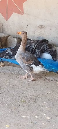 شيخ لنگر • ٤ کیلو • گۆشت