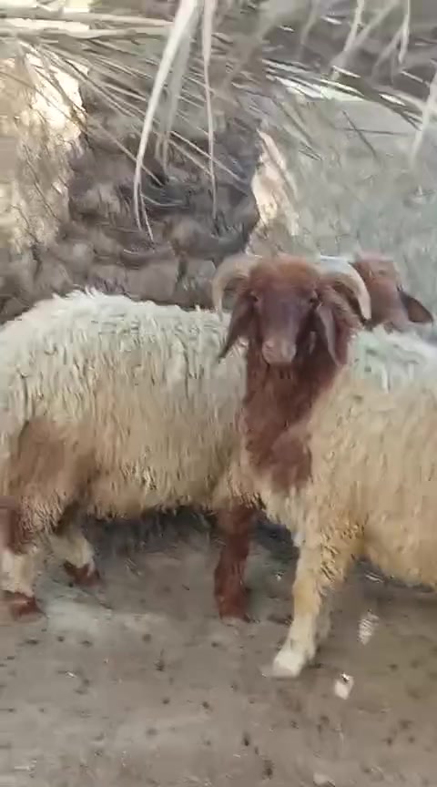يا الله مطفل أول بطن وطليان 2عنواني كربلاء عون شارع بغداد عمود 276لمغلف ***********

