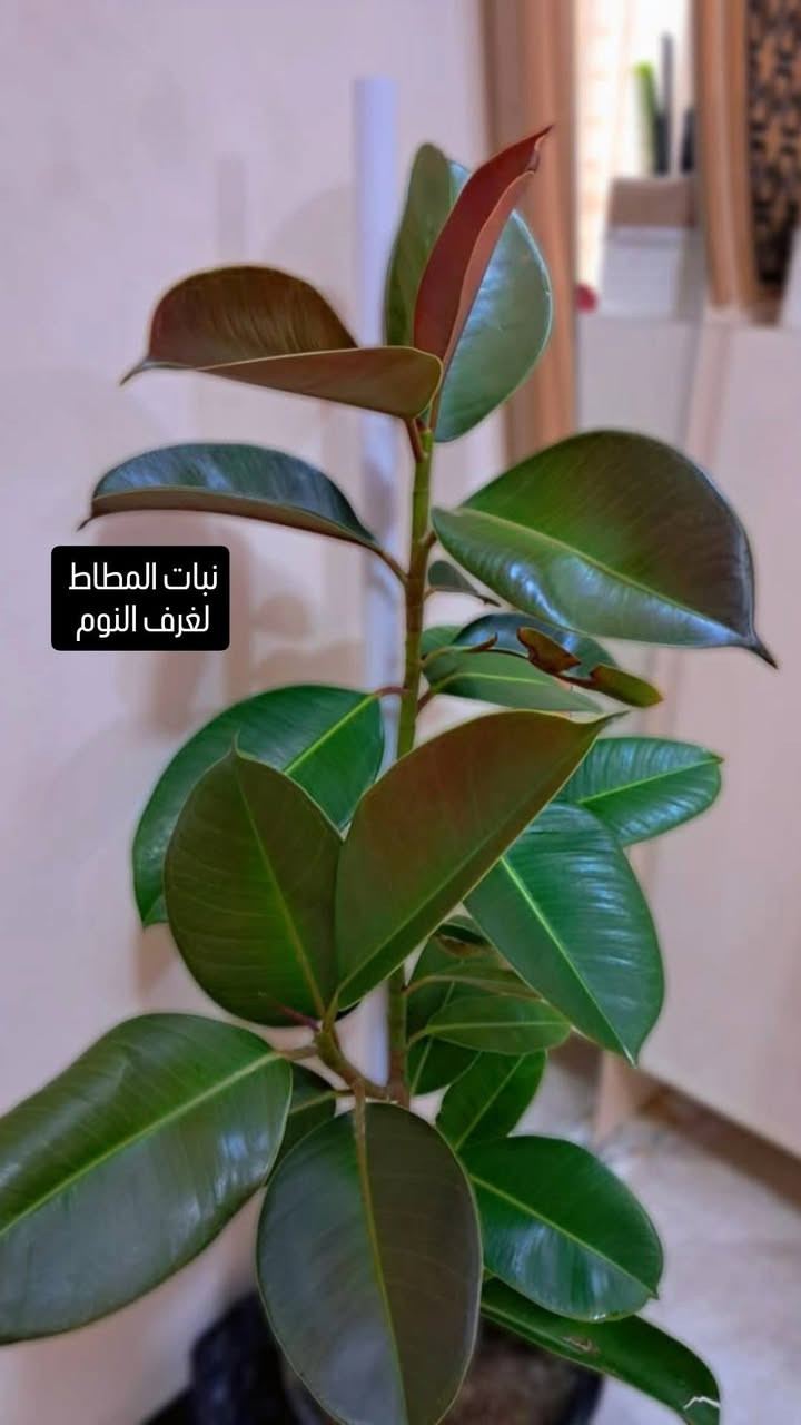 انواع النباتات الظلية المتوفرة لدينا وموقعها المناسب في البيت💐💐


**إذا كنت صاحب هذا الإعلان وتريد حذفه لأي سبب، رجاءا أرسل رسالة إلى الدعم الفني**