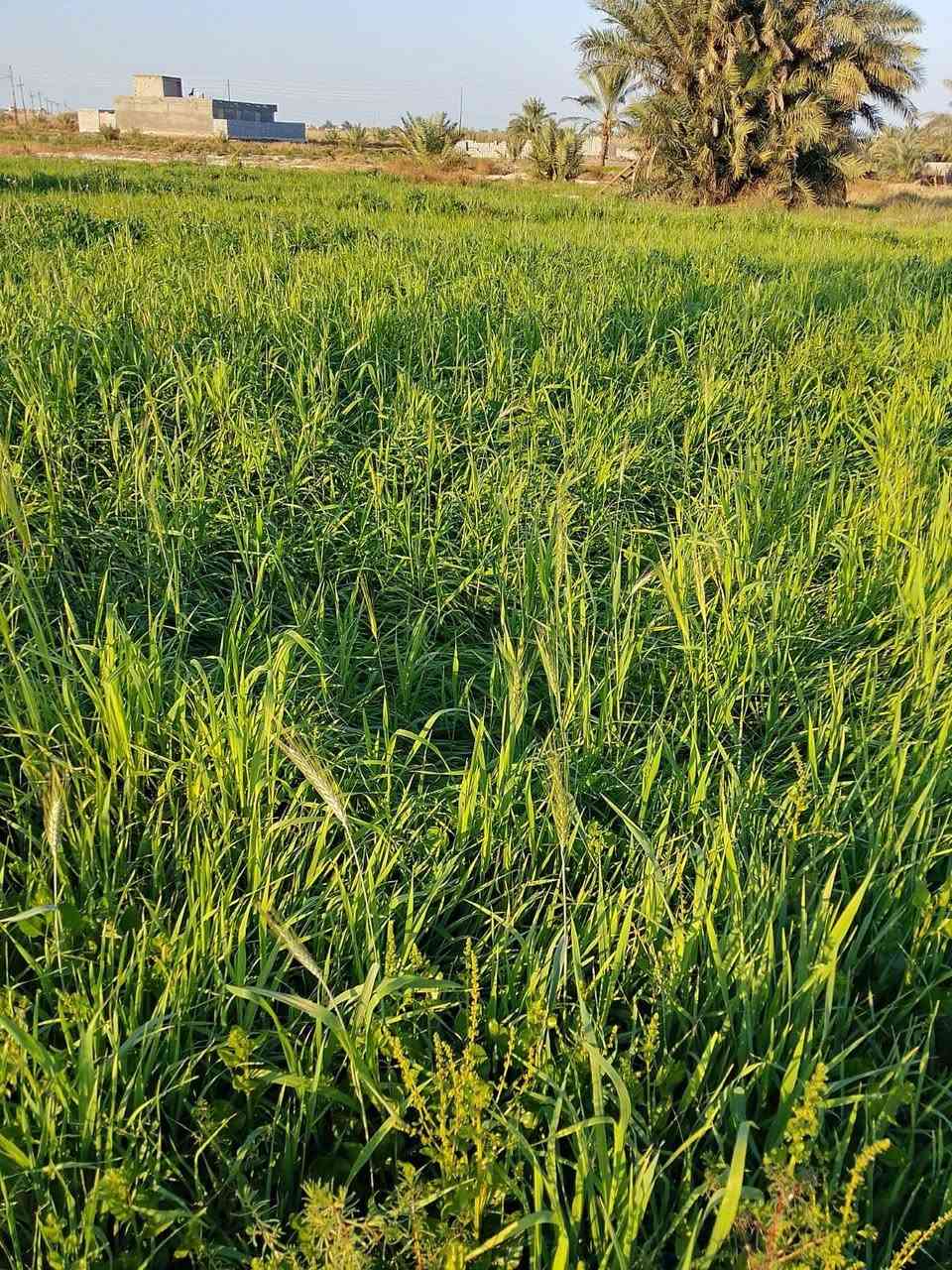 چت وزرع البيع شارع ال عبيد  تواصل ولستفسار علا رقم تالي  0783 107 9669
