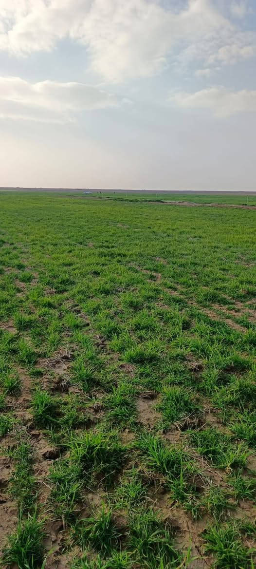 السلام عليكم 
للبيع 
حنطة بورو  المانية (فرشية ) الحب الاحمر 
حباية درجة اولى بدون شوائب نسبة الاشعير جداا قليلة 
سعر الطن ٥٠٠،٠٠٠ اي استفسار خابر ودلل
***********
***********
