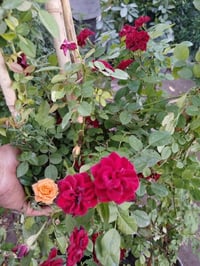 نسرين عراقي • مشتل فارس الشمري • بابل الحمزة الغربي