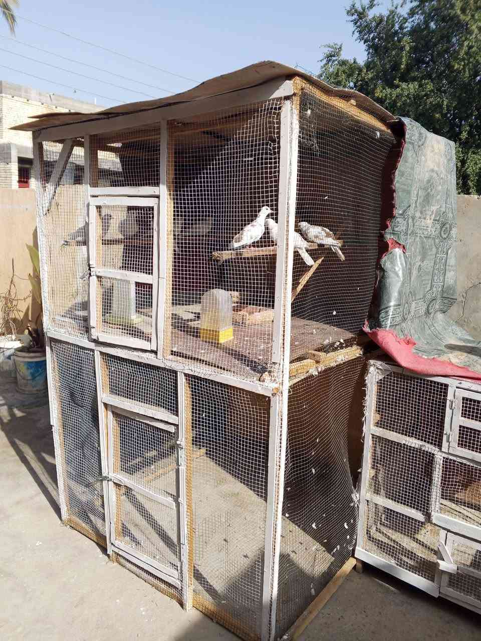 السلام عليكم ورحمة الله وبركاته متاح اقفاصه للبيع


**إذا كنت صاحب هذا الإعلان وتريد حذفه لأي سبب، رجاءا أرسل رسالة إلى الدعم الفني**