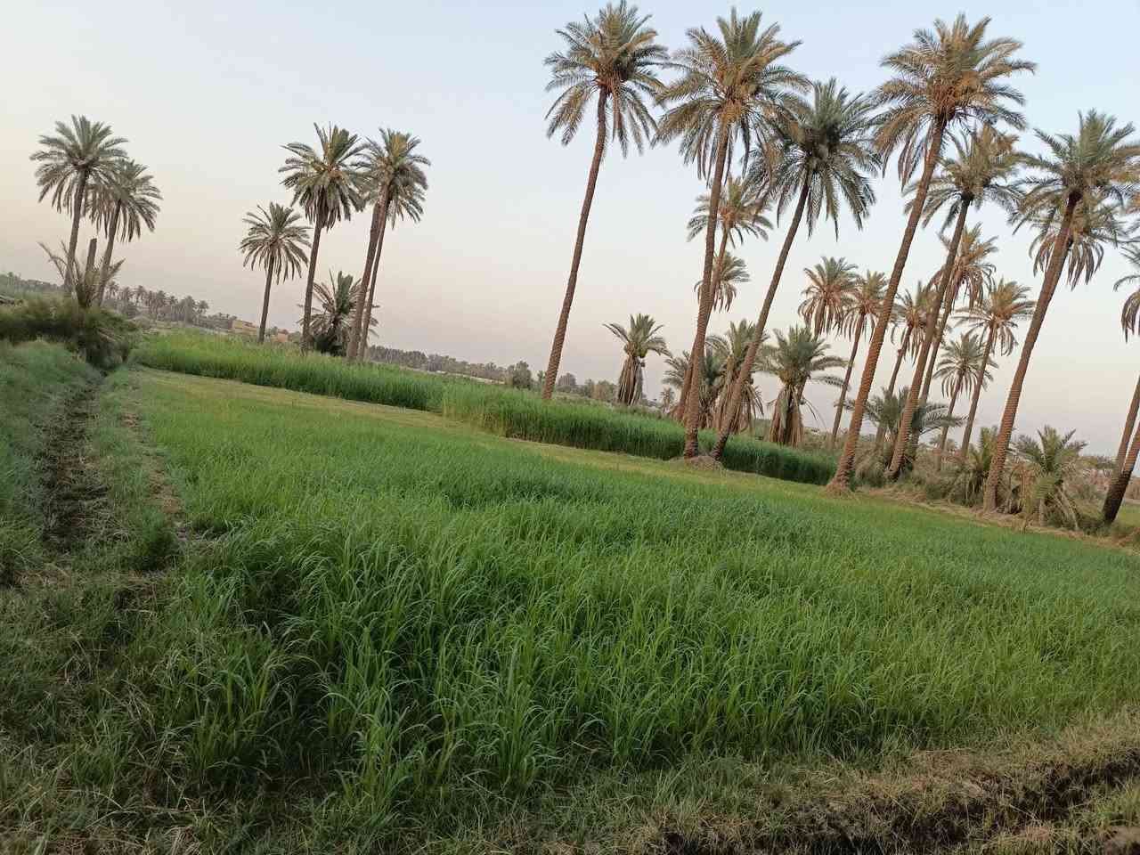 اقطعه ارض زراعيه للبيع المساحه الكليه 3500 متر. حله منطقه المعيميره للاستفسار الاتصال ***********
