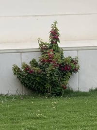 امام جامعة النبراس • ٧١٨م • واجهه ٢٥م