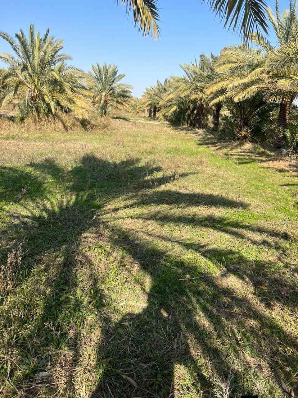 بستان للبيع
المساحه 12 دونم ويحتوي على 250نخله (شويثي)ومتوفر كافه الخدمات ماء كهرباء  تبليط
العنوان ناصريه قلعه سكر منطقه الجدوع قرب مدرسه الأزهار البتدائيه 
رقم الهاتف***********
