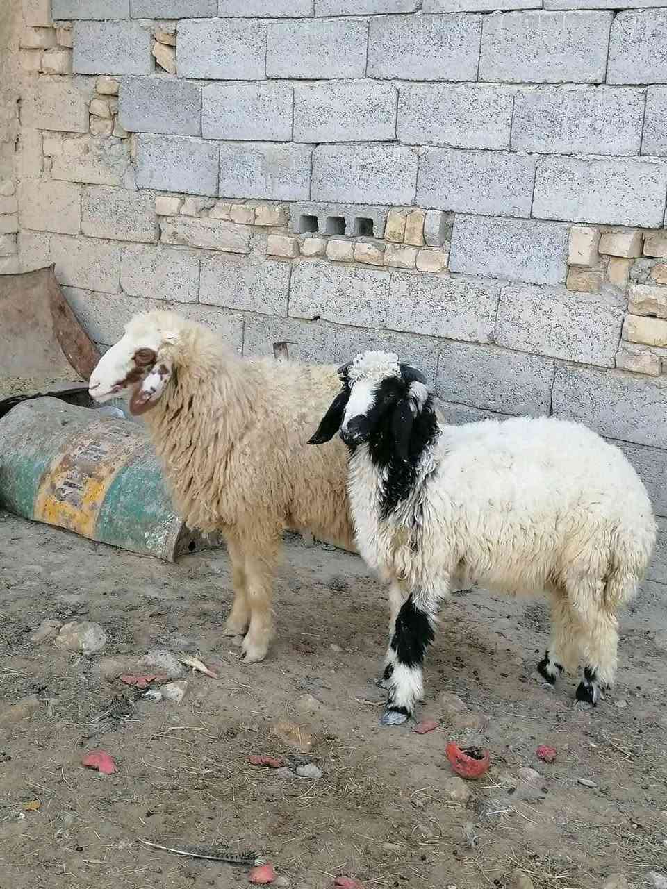 طليان عربيات عدد ٢. نثيه وفحل
‏‪***********‬‏
مكان: ناصريه 
لمعرفة السعر تصل
