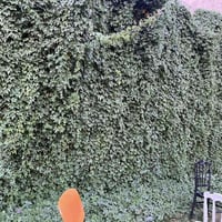 ست الحسن • سيقان مجذرة • زعفرانية اسواق مريم