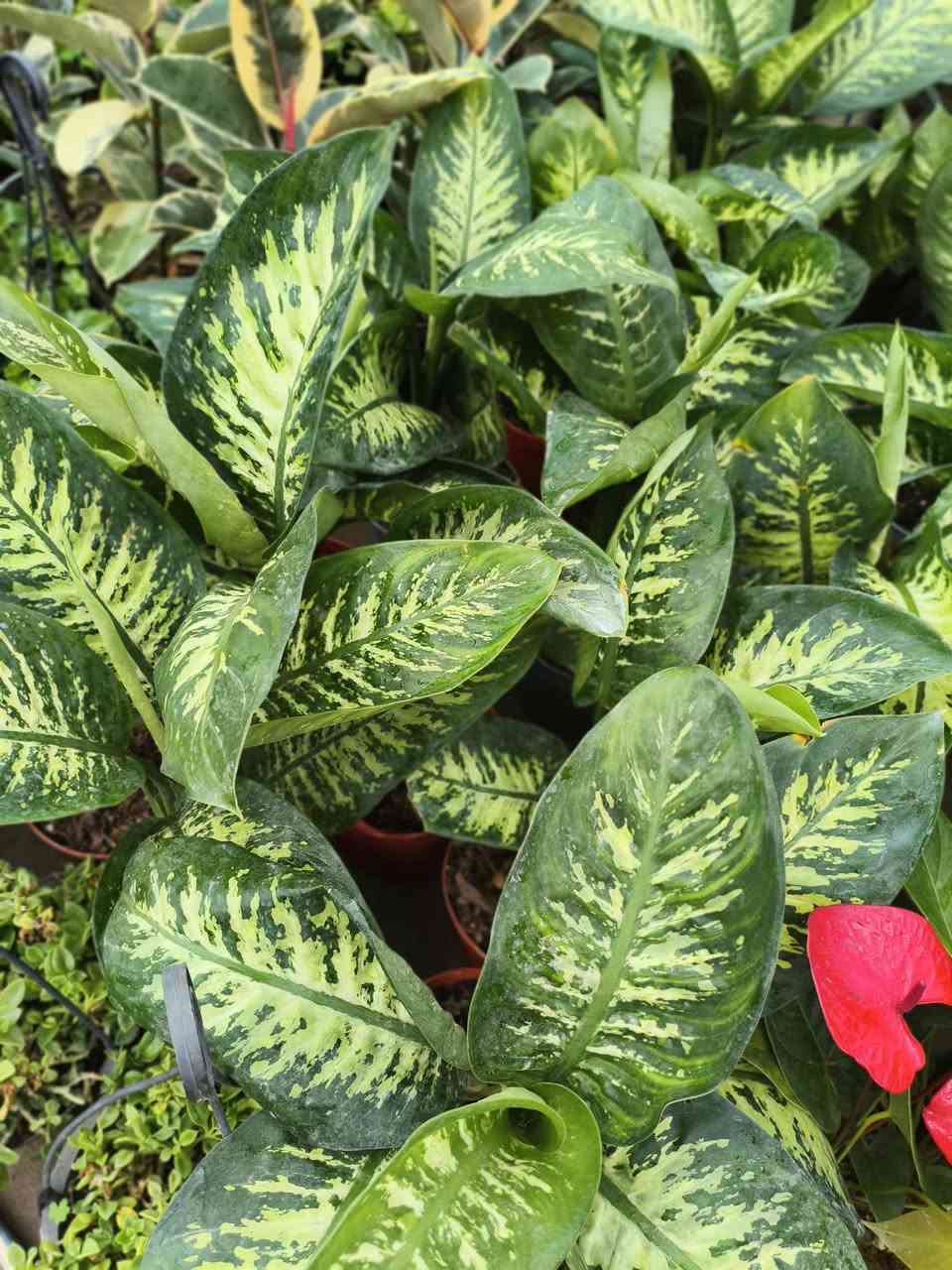 اللهم صلي على محمد وال محمد ❤️ 

على بركة الله 

وصلتنه النباتات الضليات 
العنوان شهربان حي العصري بصف المستشفى العام


**إذا كنت صاحب هذا الإعلان وتريد حذفه لأي سبب، رجاءا أرسل رسالة إلى الدعم الفني**