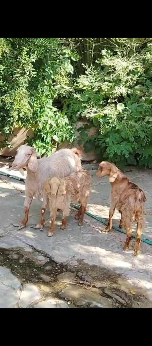 السلام عليكم متاح عنز مطفل وراها توم عنز سن وشطر ونصاح عنز مال جنيه فاخرة سعرها ٥٢٥ العنوان حديثه حقلانيه يوجد توصيل حسب الاتفاق للاستفسار الاتصال على الرقم ***********
