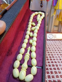 سبحة • سندلوس كاتلين • البصرة