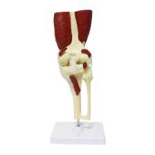 نموذج تشريحي لمفصل الركبه مع العظلات السعر 40 الف والتوصيل مجاني


**إذا كنت صاحب هذا الإعلان وتريد حذفه لأي سبب، رجاءا أرسل رسالة إلى الدعم الفني**