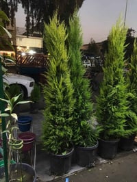 وبركاته 🤍 اني عندي مشتل بغداد حي الجهاد وعندي كادر لعمل الحدائق المنزل...