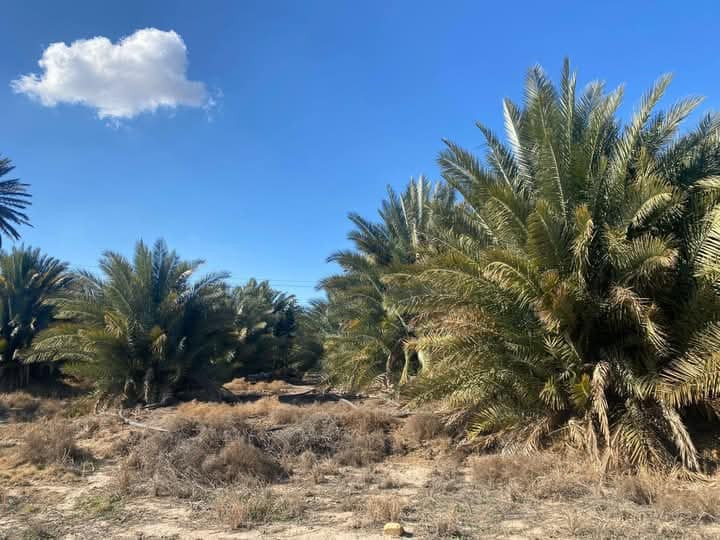 مزرعه للبيع 9 دونم ، الواجهة 63 م
طابو زراعي سند 25
مع بيت+ مضخه ماء سقي الارض
توجد فيها كافة الخدمات
 تبليط +ماء اساله+ كهرباء+نهر سقي الأرض 
العنوان الديوانية قضاء الشافعية
 تبعد عن الشارع العام طريق ديوانيه نجف ١٥٠٠م
تباع نصف المزرعه عادي بسعر مناسب 
للاستفسار أكثر اتصل على الرقم ***********
