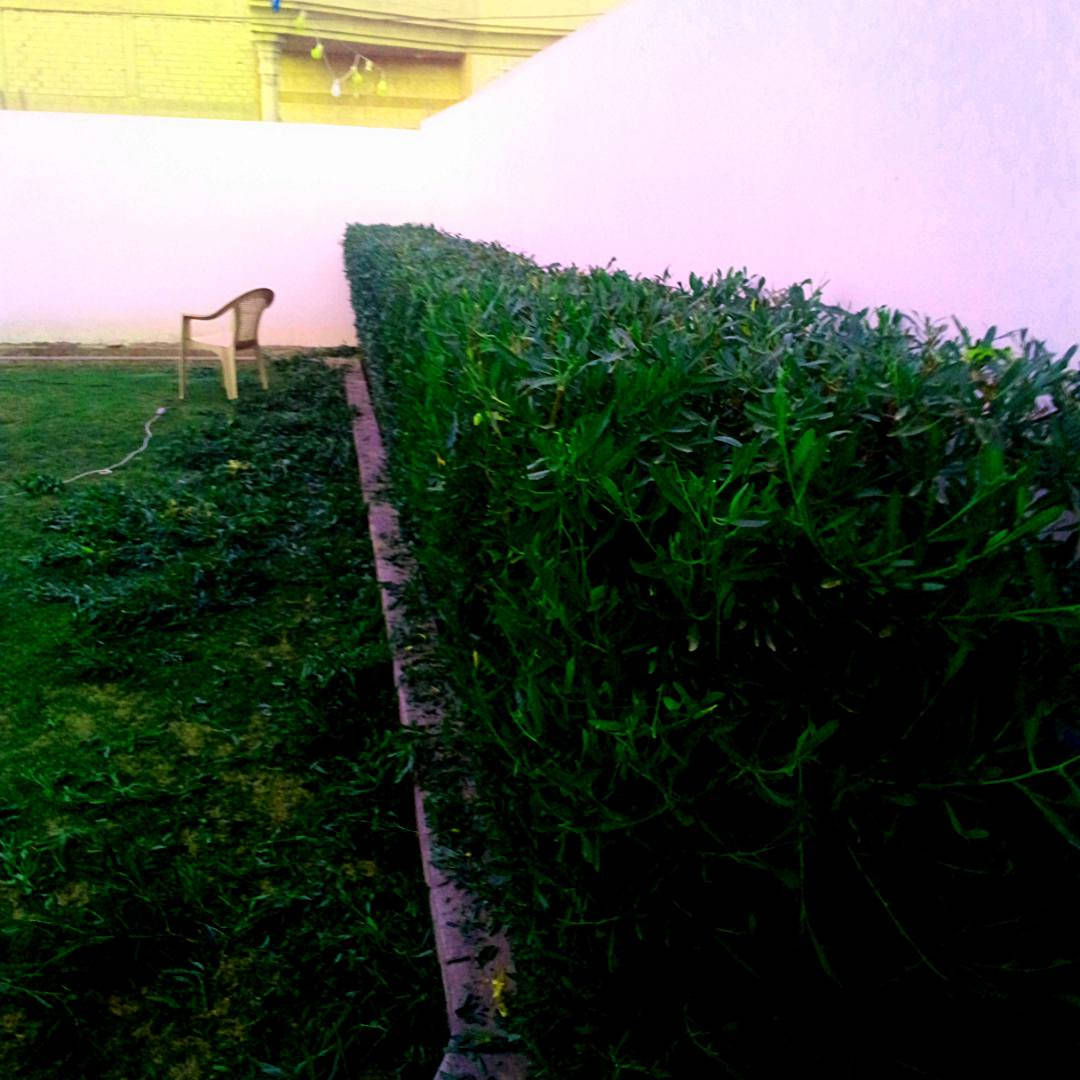 ⚜️قص الثيل والياس والديدونيا⚜️
📢يتوفر📢
🔴تقليم الياس والديدونيا بمنشار الكهرباء🔴
🔵قص الثيل🔵
للاستفسار🤷🏻‍♂️ اكثر ارسل📠 رسالة📨 الى Abd Almunam Alrawi 
او☎️ اتصل على الرقم📱 *********** 📞
