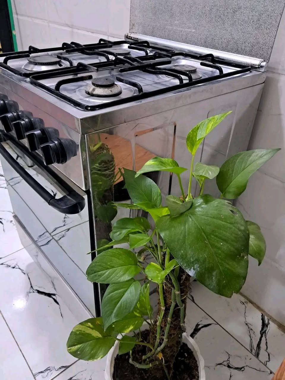 🔥 طباخ 4 عيون نظيف كلش
شغال ما بي أي عطلعيونه كلها تشتغل مضبوط، نظيف ومرتب وجاهز للاستعمال.
للمعاينة والاستفسار راسلني عالخاص.


**إذا كنت صاحب هذا الإعلان وتريد حذفه لأي سبب، رجاءا أرسل رسالة إلى الدعم الفني**