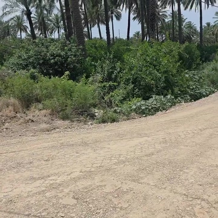 السلام عليكم ورحمة الله وبركاته 🫱🏽‍🫲🏻
اراضي زراعيه 🏞 للبيع طابو صرف المساحات مختلفه دونم دونمين نصف دونم الواجهات مختلفه
حسب الامكانيه 🌺
الموقع مُمَيز جداً ‼️
العنوان: بغداد /شاطئ التاجي /قُرب جسر الذراع 
للاستفسار الاتصال على الارقام الاتيه 
كورك: ***********📞
أسيا: ***********📞
#مكتب_ديرتنا_للعقار🏢
#بإدارة_أحمد_أبومصطفى 
تواصلو معنا وسنكون بخدمتكُم🌹
