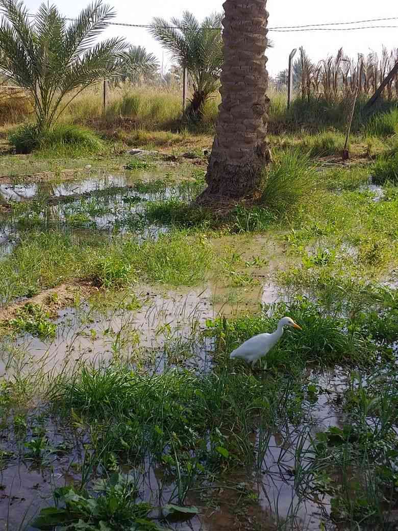 السلام عليكم يوجد لدينا دونم للبيع طابو زراعي سنه 25 باسم ملاك فقط اخوان خدماته موجوده فول الفول ماء كهرباء شارع مكان بابل شارع الامام بكر عليه السلام خلف مقام نبي الله ابراهيم الخليل عليه السلام الاستفسار ***********
