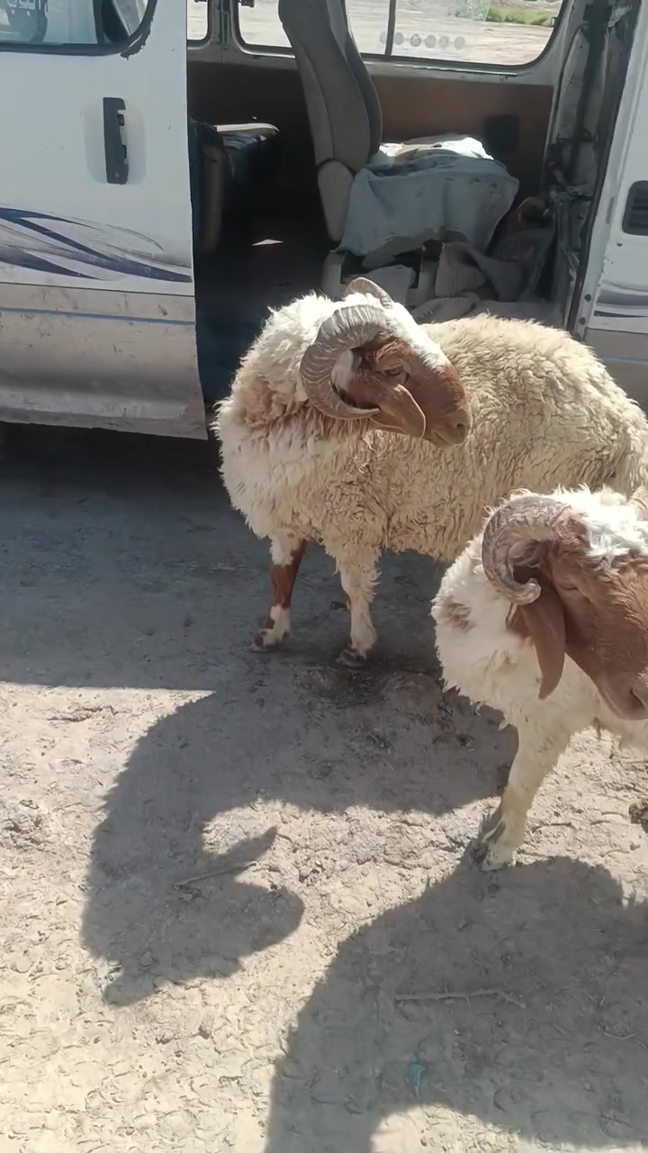 وراجين أسمان أول كصه اثنينهن ب ٨٥٠ ناصرية البطحاء توصيل ماكو الشراي يتصل ***********

