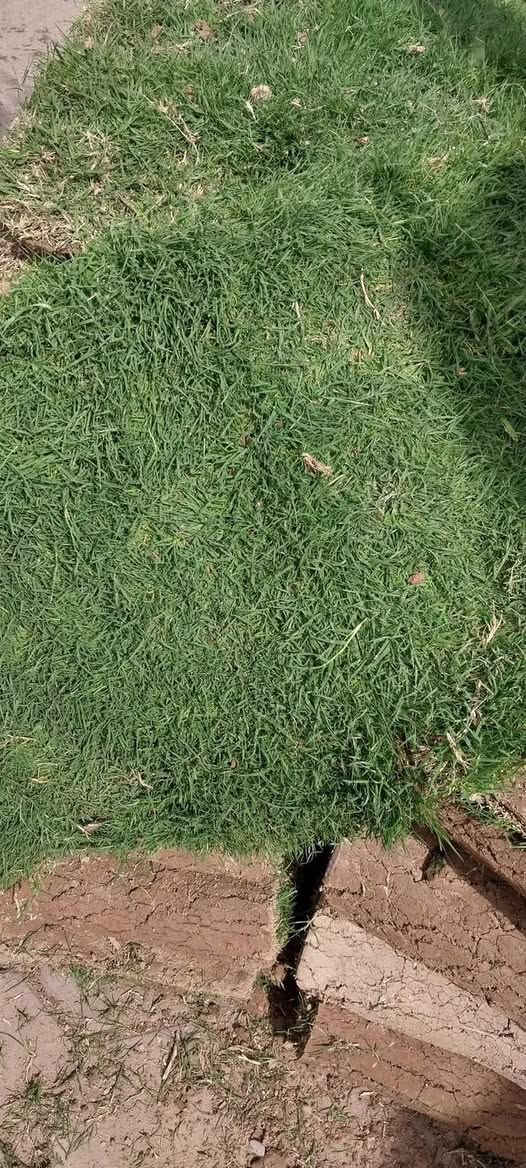 توفر في مشتل ابو علي الفراجي الثيل الهندي الدرجه الاولى مال ديالى 
المتر  ب2500دينار 

العنوان : بغداد /سلمان باك / قرب جامع سعد /شارع الحدادين 🤍

مشتل ابو علي الفراجي يرحب بالجميع 🤍


**إذا كنت صاحب هذا الإعلان وتريد حذفه لأي سبب، رجاءا أرسل رسالة إلى الدعم الفني**