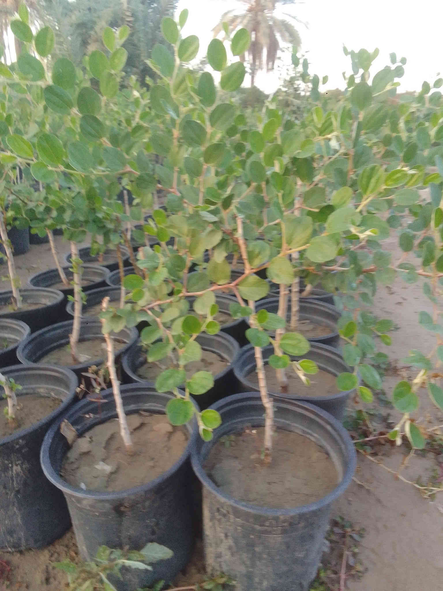 سدر مطعم تفاحي
سندانه 22 الارتفاع من شبر الئ 80سم
عنوان جزيره بغداد السياحيه مقابل البرج 
السعر 3000
جمله فقط 
***********
***********
