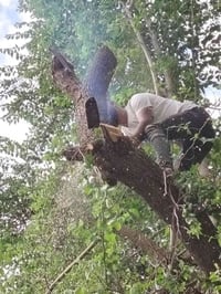 قطع اشجار • مجاني