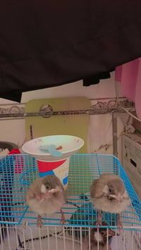 زوج بلابل • أفراخ