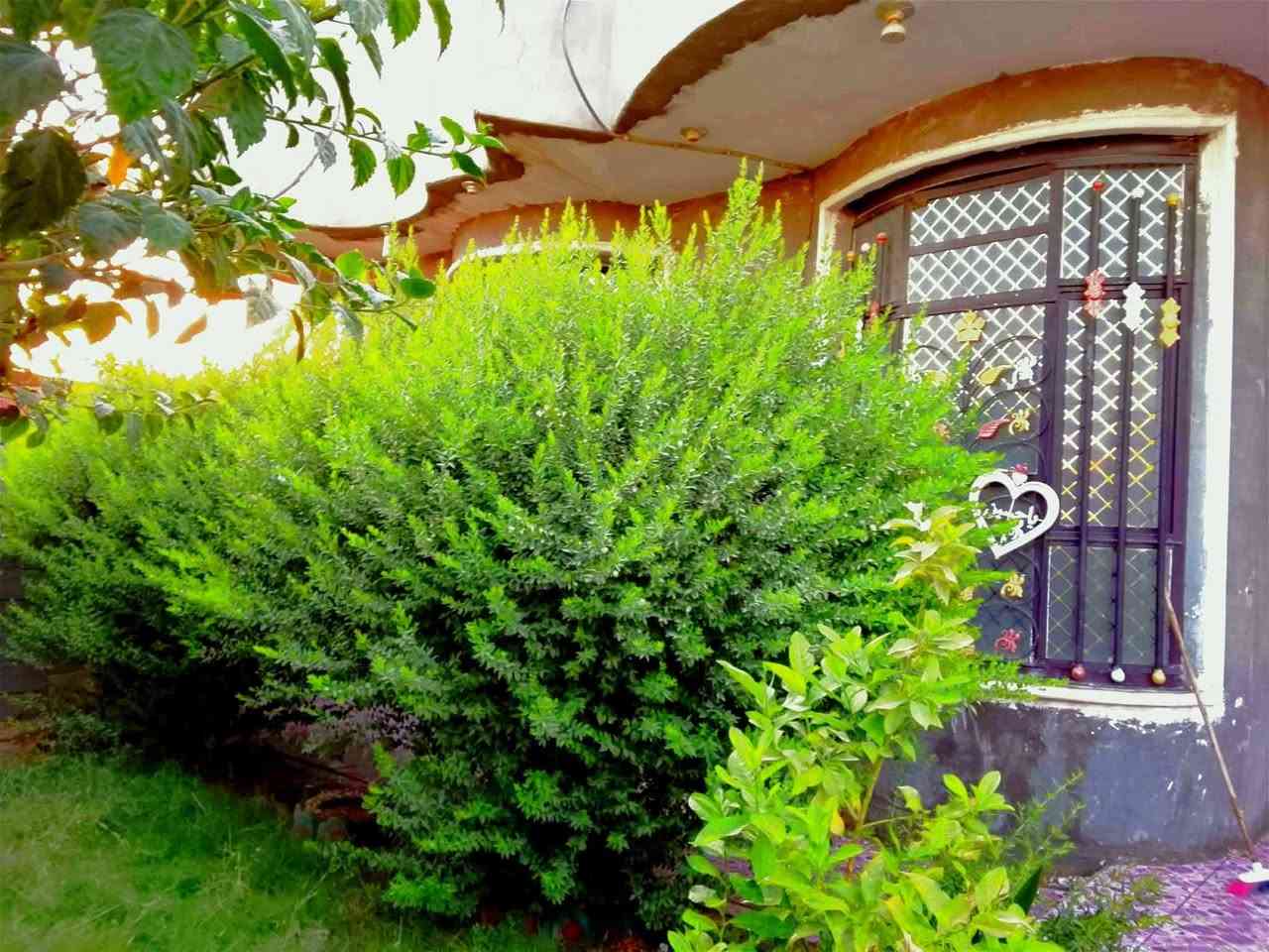السلام عليكم
دار للبيع في  بابل الحصوه حي المثنى

 مساحة 350م بناء درجة أولى استقبال مطبخ غرف نوم2    صالتين     صحيات2  

أرضية البيت مرمر طبيعي مع مناور 

وحديقة أمامية كراج سيارة .

للا تصال ***********/
***********
