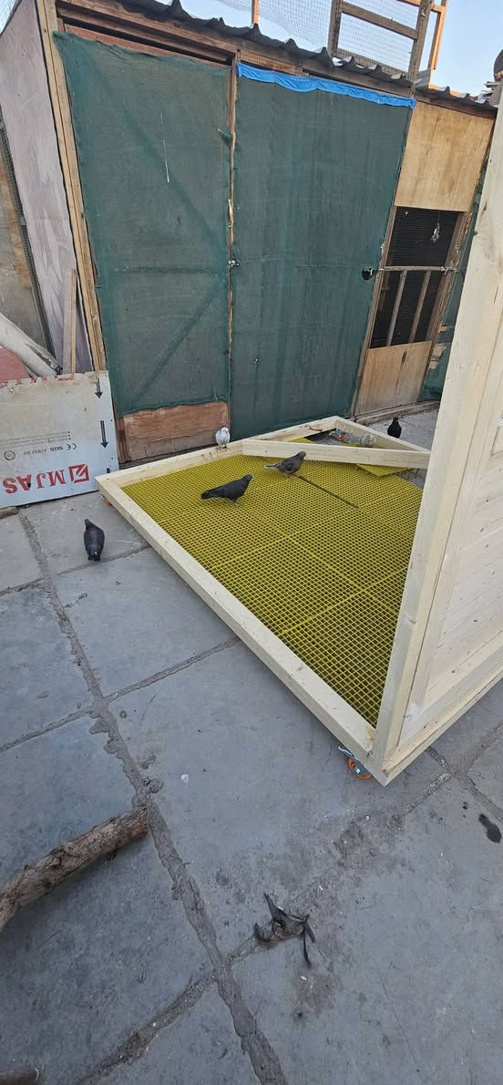 السلام عليكم شباب واجهيه البيع وشاصي ابو الجروخ 
الارتفاع مترين 
وعرض مترين ونزال مترين 
مكاني بغداد الدوره 
***********
