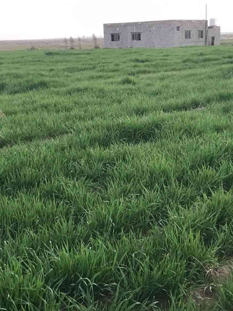 ارض زراعي ٢٠٠ دونم بالرحاب بيه ابار ثنين وغطاس وماطور كهرباء وبيه بيت جديد***********
