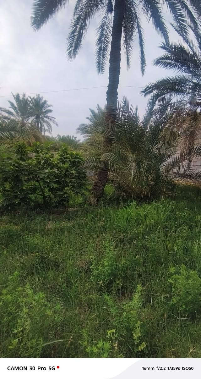 قطع 200 قطع كلش حلوه ويه نبك ونخلات 5 شويثيات    بسديناويه بشارع شرع السياحي
سعره 18 وبيه مجال


**إذا كنت صاحب هذا الإعلان وتريد حذفه لأي سبب، رجاءا أرسل رسالة إلى الدعم الفني**