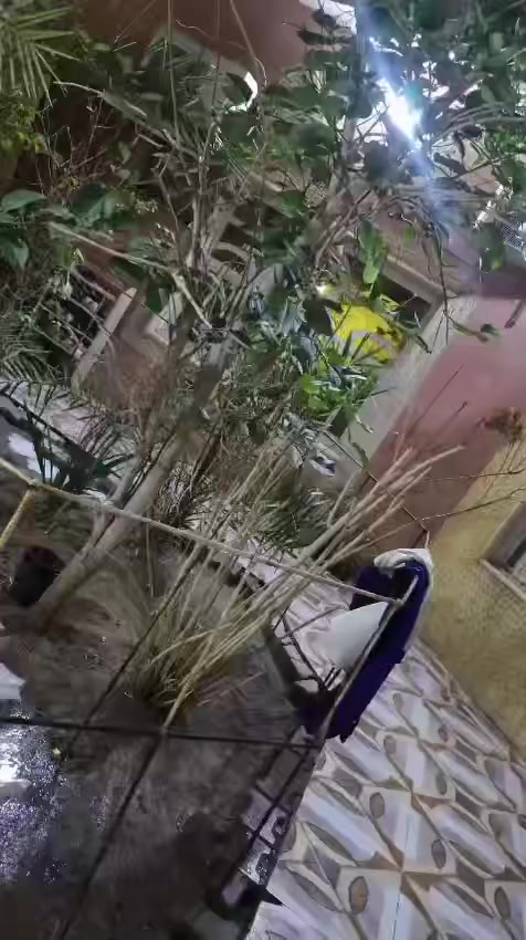 سلام عليكم شباب دراجه ماكس قجمه بوشه 49 بلاد الدراجه نضيفه بشكل الدراجه ما ناقسه شي بس كلجات ولباقي كفاله عامه من مكينه من كهربايات من كلهن السعر 800 وبيه مجال الشراي عنواني ياسين خريبط الستفسار ***********
