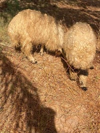 فلة • ٢ للبيع • بابل حله