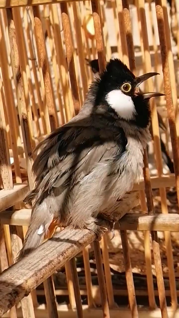 ربه فول ب٧٥
ناصريه بلمدينة *********** اتصال
