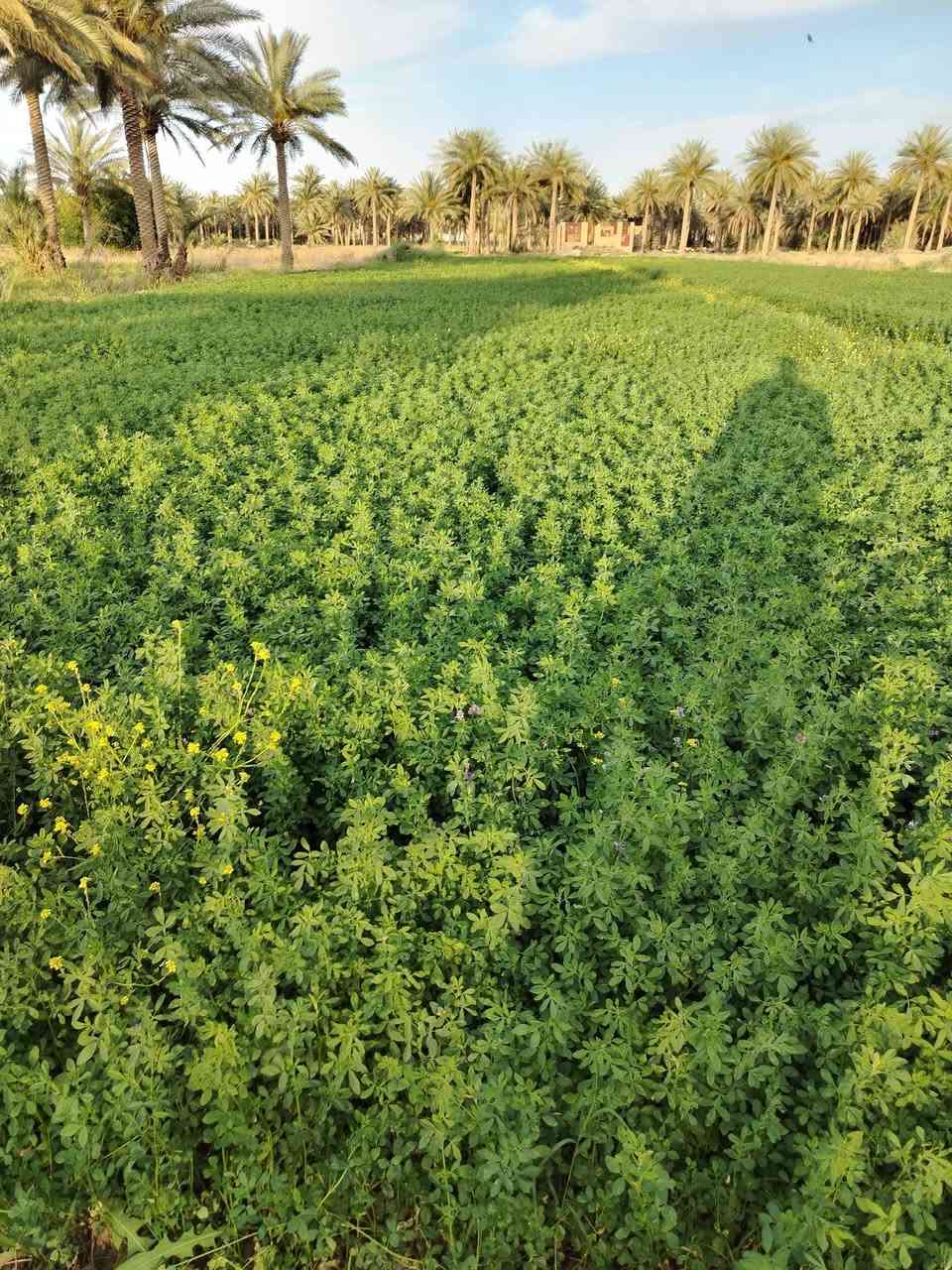 جت للبيع اتريد لوايح اتريد حمل وزن كل شيء موجود مكاني الوسطى جوا جامع عبدالعزيز وهذا رقمي***********
