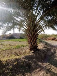 يوجد عمال ترتيب حدائق تنضيف بساتين تكريب وتوذيف نخل  اقلاع فسائل شتال ...