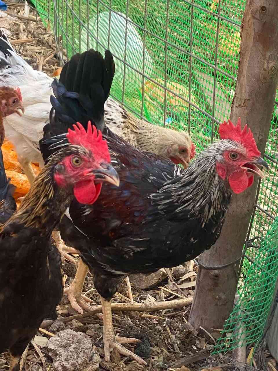 سلام عليكم فقط ديوكة بيهن شمسي سعر التك ١٠ تالاف مكان بغداد يوسفية معمل زينب


**إذا كنت صاحب هذا الإعلان وتريد حذفه لأي سبب، رجاءا أرسل رسالة إلى الدعم الفني**