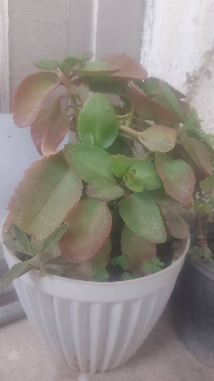 السلام عليكم يتوفر لدينا جميع انواع الورود بأنواعها الشمسية والضلية و بأسعار مناسبة جدا عنواني الخالص حي الزهراء قرب ثانوية المالكي البنين


**إذا كنت صاحب هذا الإعلان وتريد حذفه لأي سبب، رجاءا أرسل رسالة إلى الدعم الفني**