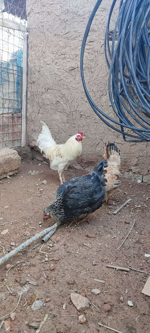 متاح دجاجتين وديك للبيع ***********
