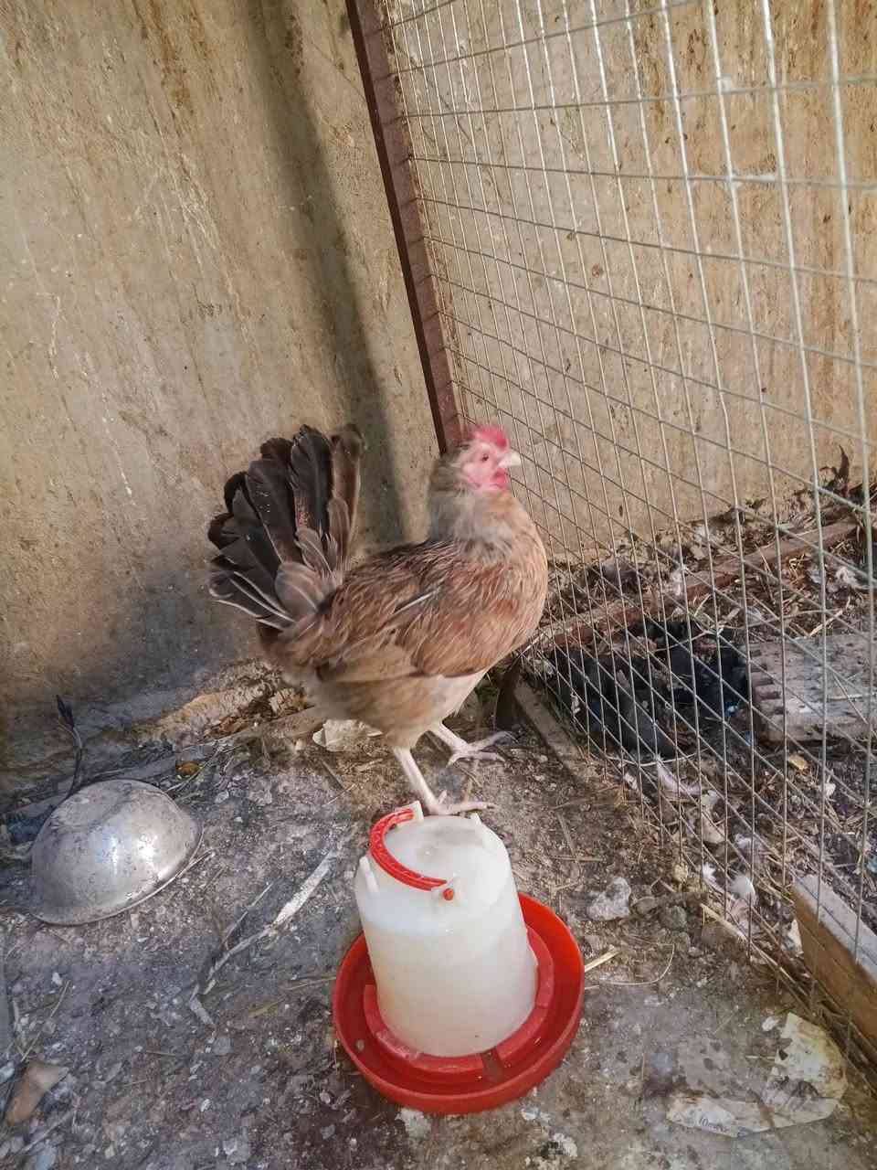 متاح ٣ اناث شوكيات وحده بياضه و ٢ ع وجه بياض وياهن هرفيه دندراويه مع ديج شوكي كله واضح بالفيديو سعرهم شلع ١٢٥ الف قفل رجائا


**إذا كنت صاحب هذا الإعلان وتريد حذفه لأي سبب، رجاءا أرسل رسالة إلى الدعم الفني**