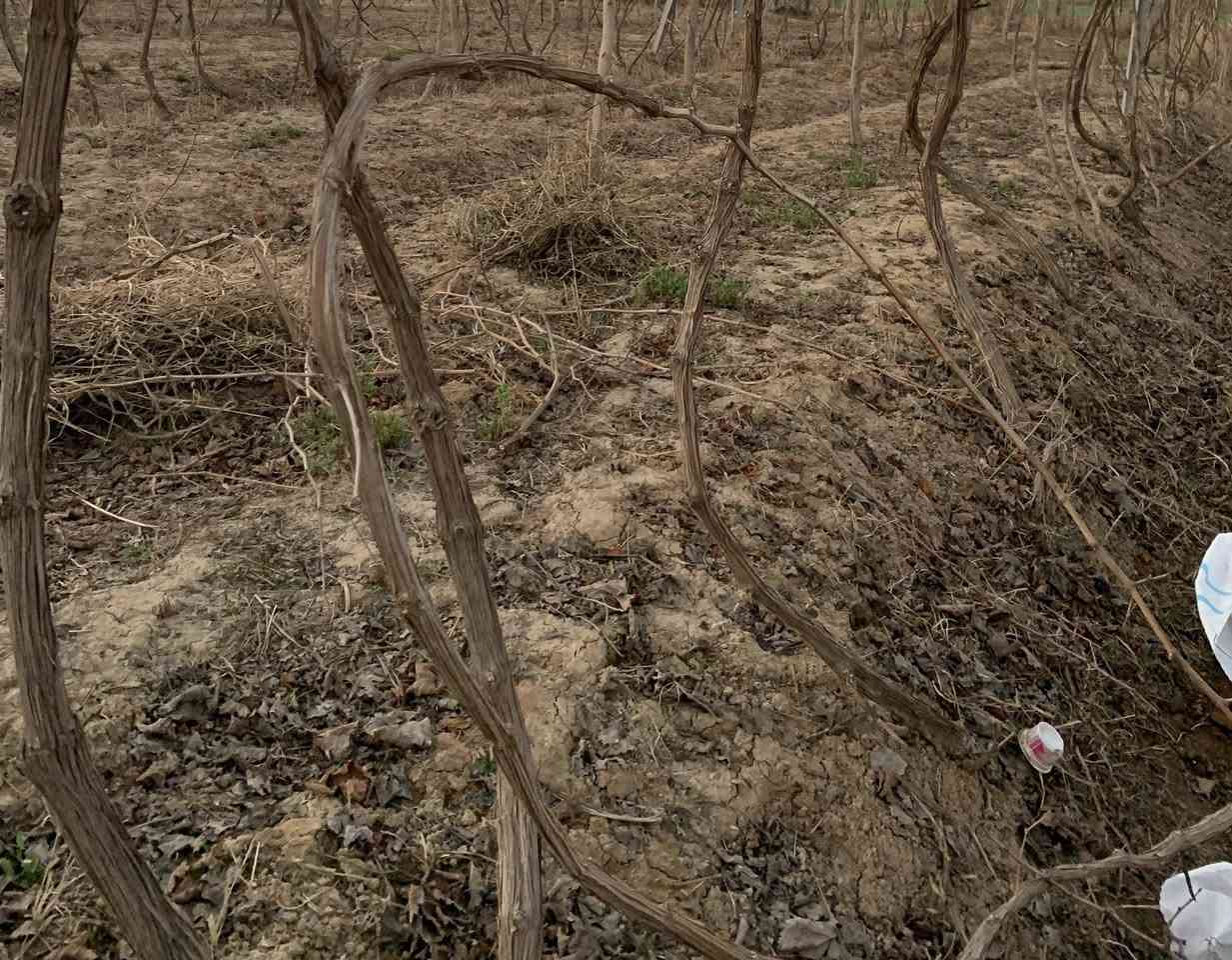 السلام عليكم... 

يوجد شتل عنب 🍇فرنسي، حلواني، ديس عنز  شتل درجه اولى السعر 3 وبي مجال  للاستفسار اتصل  ***********
