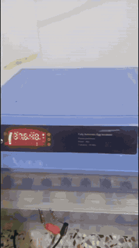 ابدأ مشروعك بحضّانة البيض الذكية 
🐣 حيث تقدر تبدأ الأن وتحوّل حلمك إلى حقيقة ودخل ثابت ومربح💰💸
مشروع مضمون ، تشغيل سهل ، ونتائج مبهرة تصلح لجميع انواع بيوض الدواجن
🦆  🐥  🐓  🦃  🦚  🦢  🦜
نسبه تفقيسها  تتخطى 98 % 🤩🎀🎁
# لأول مرة فقاستنا تعمل الكترونياً من  حيث تقليب البيض وتنظيم درجة حرارة ورطوبة المفقس كونها مزوده بقناني ماء من دون اي تدخل انت ماعليك إلا إدخال البيض .
عند إنقطاع الكهرباء تتحول اوتوماتيكياً الى التشغيل بالبطارية بمجرد ربط قوابس البطارية .
👇 تخفيض وبارخص الاسعار👇🏻الاحجام المتوفرة واسعارها 💰 
1 - مفقس سعة 32🐥 بسعر 80 الف 
2 - مفقس سعة 36🐥 بسعر 90 الف
3 - مفقس سعة 48🐥 بسعر 100 الف
🚚 لدينا خدمة توصيل لجميع محافظات العراق بمبلغ 5 الاف دينار
🐥 🐥 🐥 
🌀 مميزات الحضّانات:🕊️
✔ شاشة رقمية للحرارة والرطوبة
✔ تقليب أوتوماتيكي كل ساعتين
✔ إنذار عند أي خلل
✔  منخفض جداً
🛠️دعم فني ومتابعة مستمرة 
للتواصل على رقم الهاتف *********** يوجد واتس اب ايضاً.
