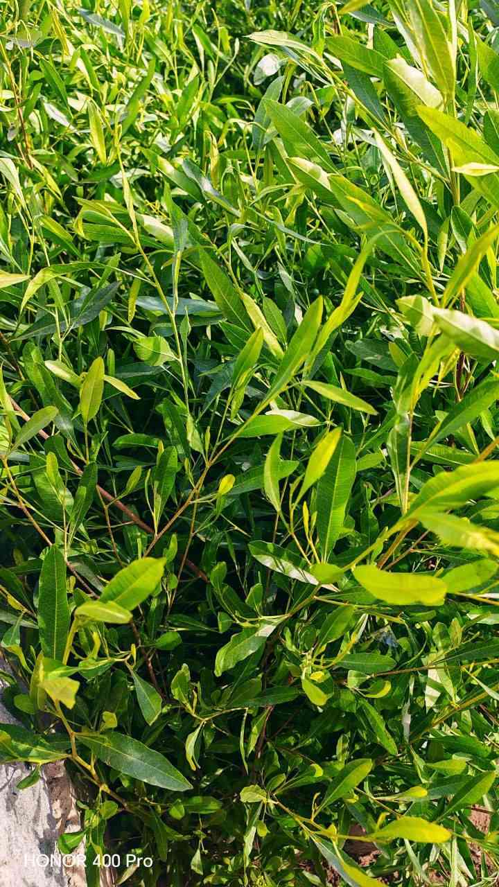 تم #وصول الينا وجبة جديده من نبات الددونيا

الددونيا 
نبات دائم الخضرة
يتحمل الجفاف

متحمل لجميع الأجواء والتقلبات المناخية في العراق قابل للقص والتشكيل

يتوفر
باحجام كبيره

السعر على خاص للبيع جمله ومفرد

العنوان : ديالي _ جلولاء_شارع العام الجماهير

الاستفسار على الرقم التاليه
***********
***********
