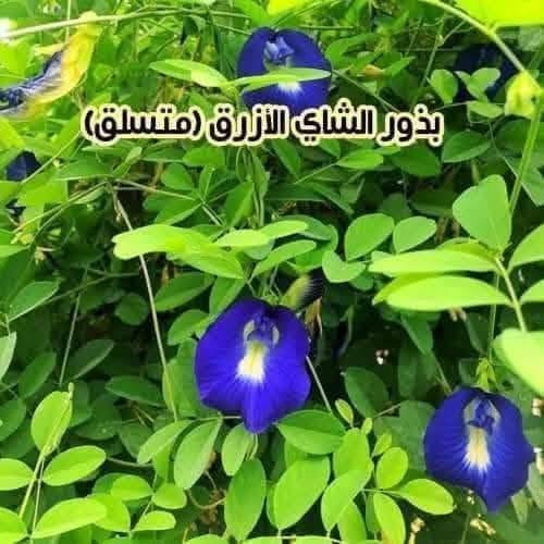 متاح لدينا بذورها بذور نبات ورد متسلق الشاي الأزرق دائمي لطلب والحجز واتساب
*********** السماوه أو مراسلة الصفحه يوجد خدمة توصيل طلبات داخل السماوه ولكافة المحافظات لباب البيت أنواع البذور الاستوائية النادره

