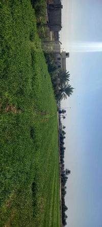 ارض زراعيه • ٥ دونم • طابو