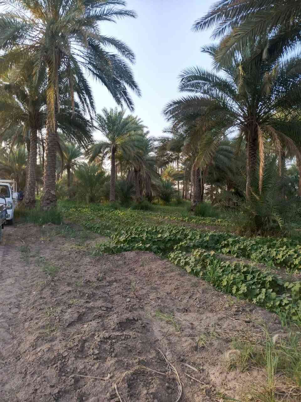 عندي بستان المساحه ٤ونص دوانم للبيع قريب حسينة سيد شاكر ولادة سند طابو زراعي بسمي سند ٢٥ زراعي على طريق شريفة بنت الحسن تبعد عن الشارع العام ١٠٠متر منطقة ابي غرق الوسط قريب بيت ***********فارس الجديد سعر الدونم ٩٠مليون بس الشراي يتصل بدون زحمه عليكم

