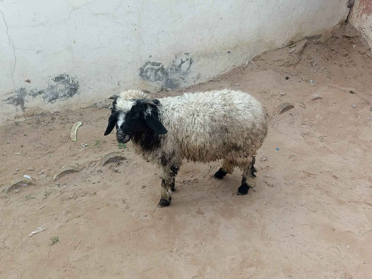 يوجدطلي فاخرشرط نصاحةالسعر190العنوان بيجي الحي العصري***********
***********
