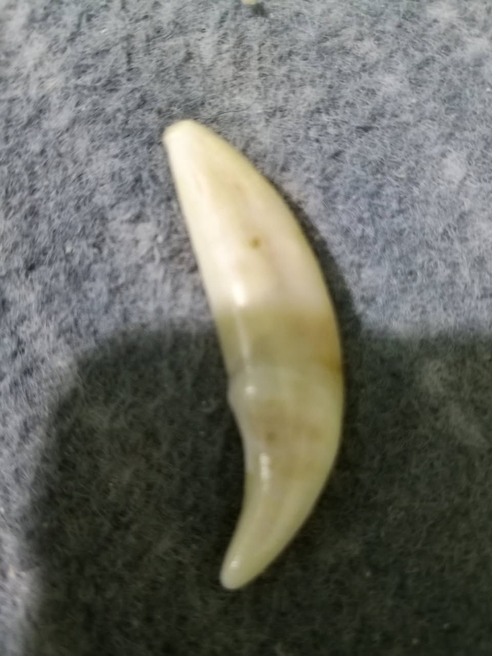 ناب ذئب أصلي ذمه السعر بدون عمله 150مكان الرميثة متواجد على الفيس


**إذا كنت صاحب هذا الإعلان وتريد حذفه لأي سبب، رجاءا أرسل رسالة إلى الدعم الفني**